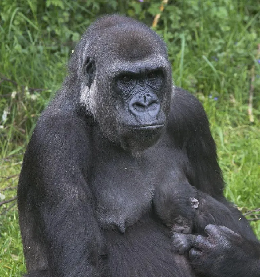 Mutter mit Neugeborenem