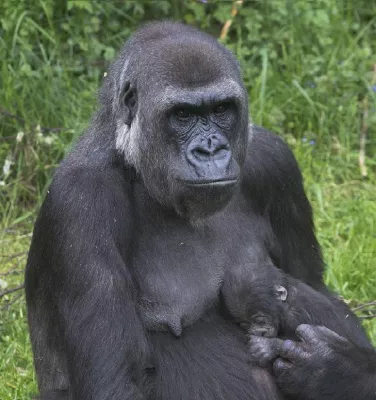 Bild: Burgers’ Zoo startet in die Freiluftsaison – mit Zuwachs im Gorillagehege