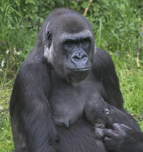 Burgers’ Zoo startet in die Freiluftsaison – mit Zuwachs im Gorillagehege Bild: Burgers’ Zoo startet in die Freiluftsaison – mit Zuwachs im Gorillagehege