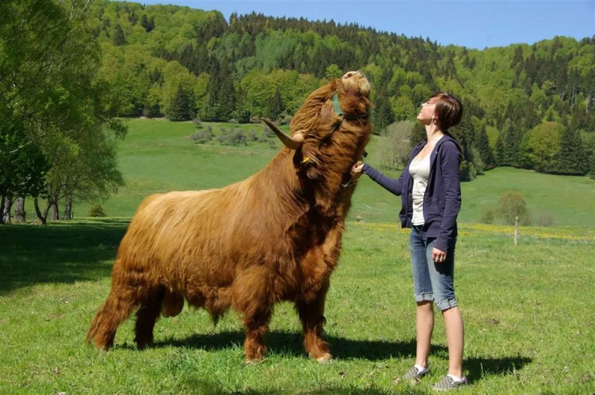 Kühekämmen im Thüringer Wald - Es gibt nicht was mehr entspannt!
