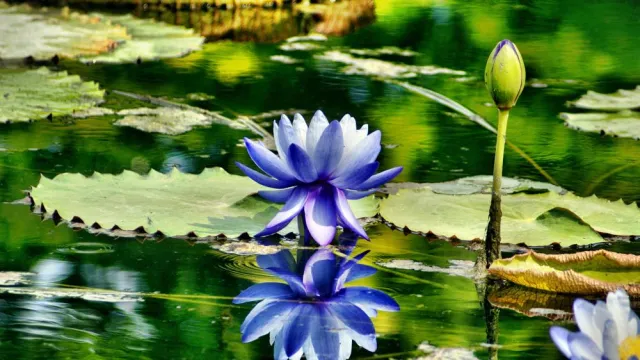 Bild: Explosionsartiges Algenwachstum: Wenn Algen im Gartenteich zum Problem werden