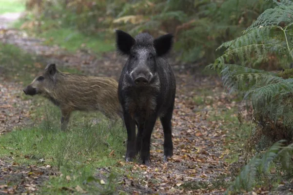 Bild: Wandel in der Kulturlandschaft: Forderungen der Bayerischen Jäger, um die Schwarzwildbejagung zu intensivieren