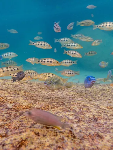Bild: Wie „Supergene“ bei Fischen helfen, neue Arten zu entwickeln