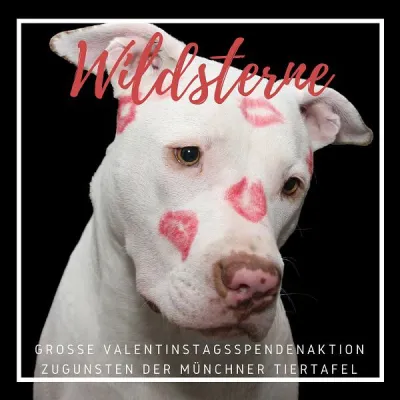 Bild: Futter statt Rosen - Wildsterne Spendenaktion für Münchner Tiertafel