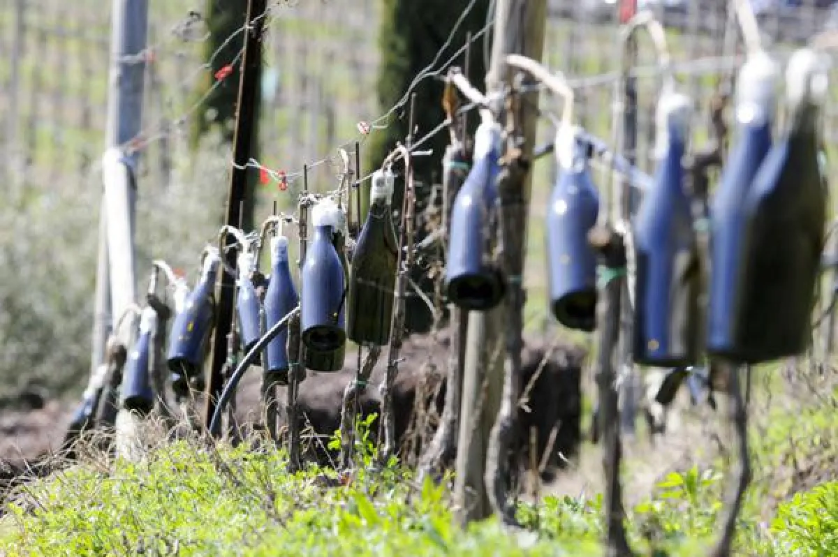 Rebwasser Ernte