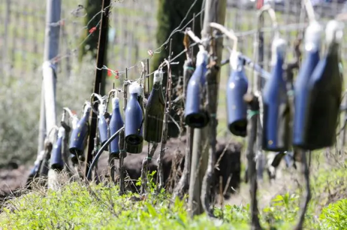 Schönheit aus dem Weinberg Bild: Schönheit aus dem Weinberg
