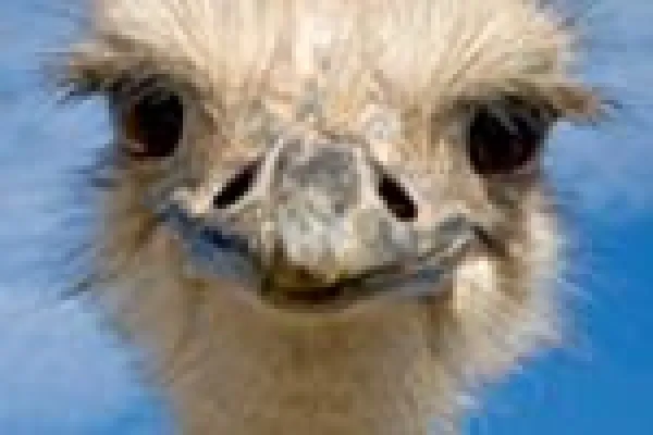 Bild: Schnuppertag Tierfotografie im Primatenzoo Apenheul