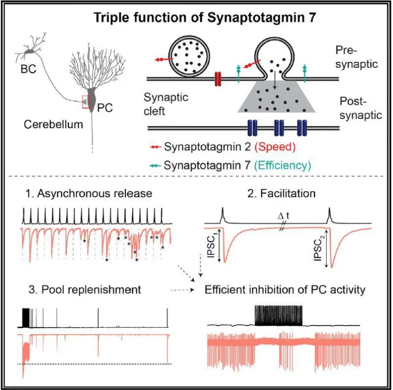 Die drei Funktionen von Synaptotagmin 7 (Chen et al, Cell Reports)