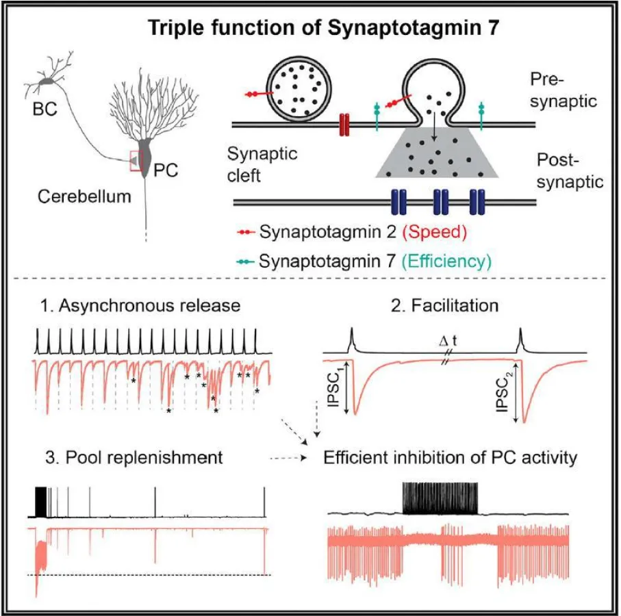 Die drei Funktionen von Synaptotagmin 7  (Chen et al, Cell Reports)