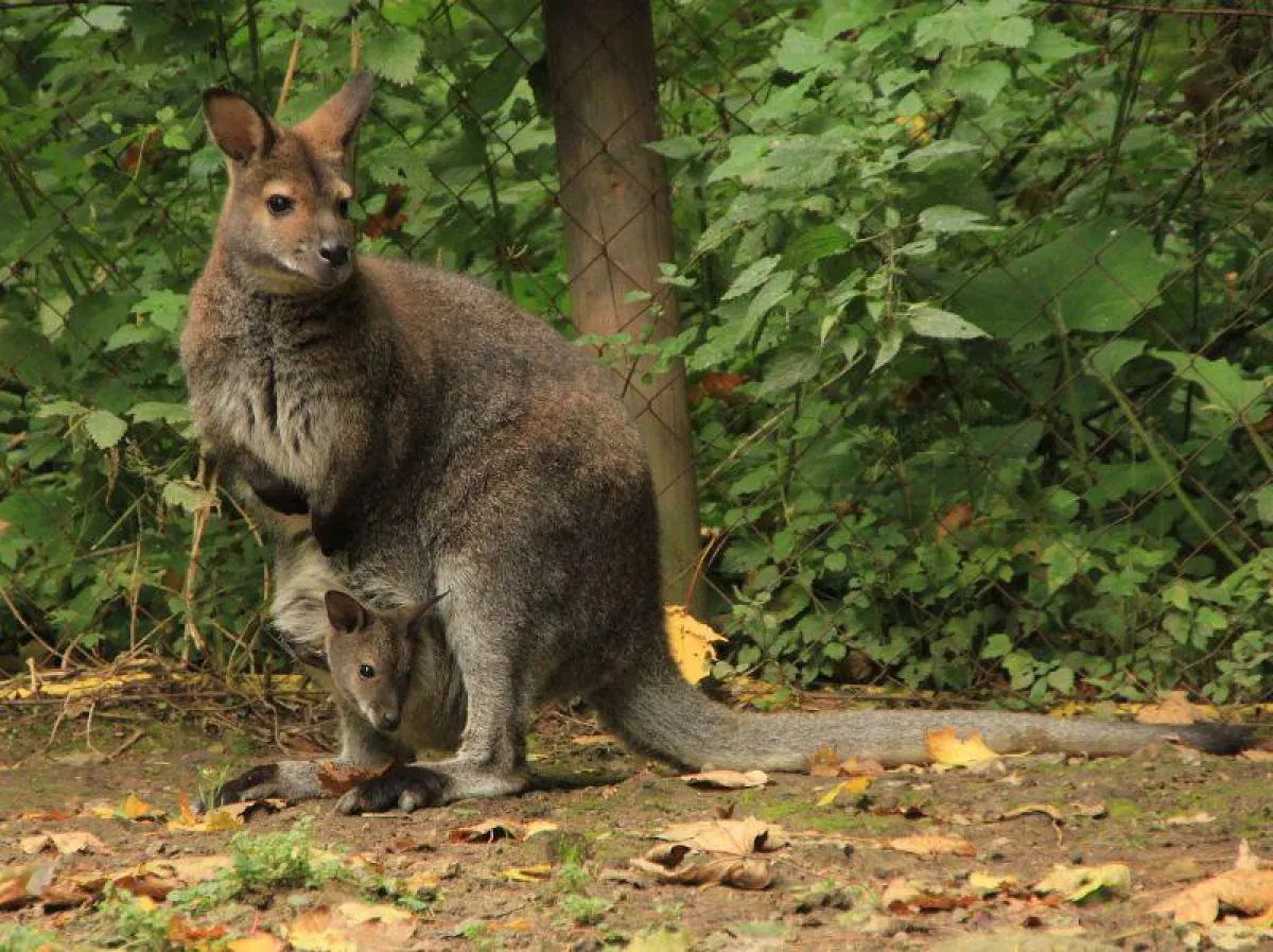 Das kleine Bennett-Känguru guckt aus dem mütterlichen Beutel