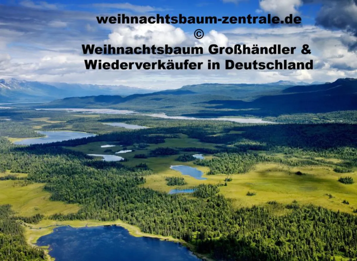 Weihnachtsbaum Zentrale Deutschland