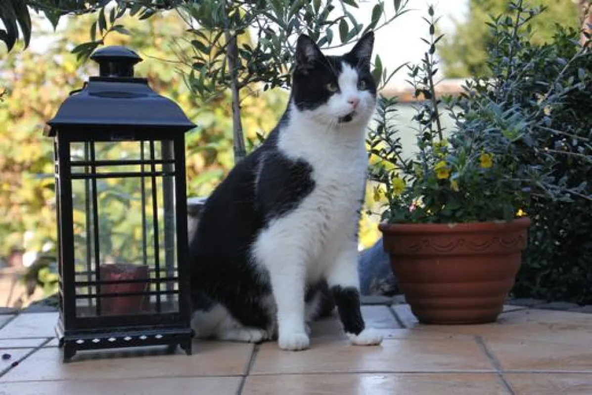 Manche Zeckenmittel sind für Katzen lebensbedrohlich