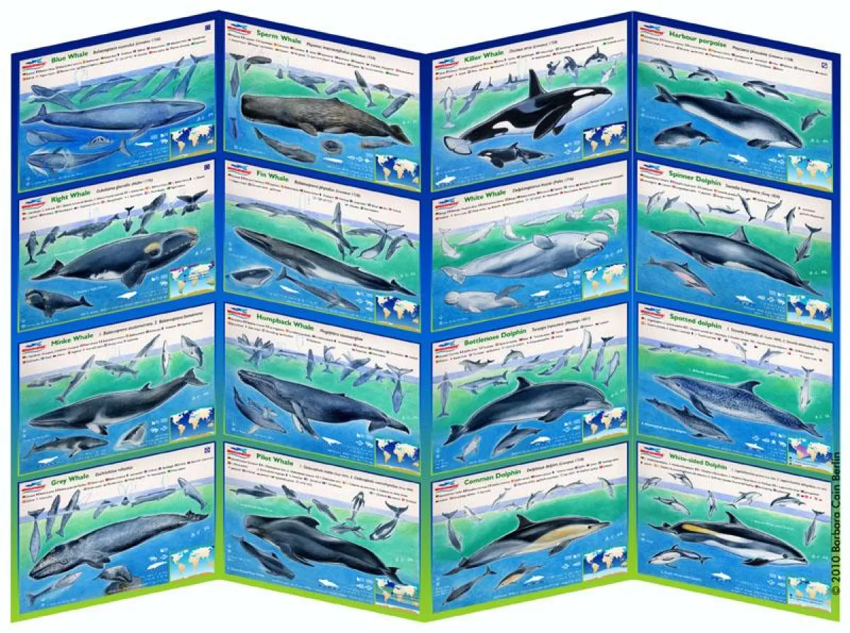 WHALEFINDER® Faltplan