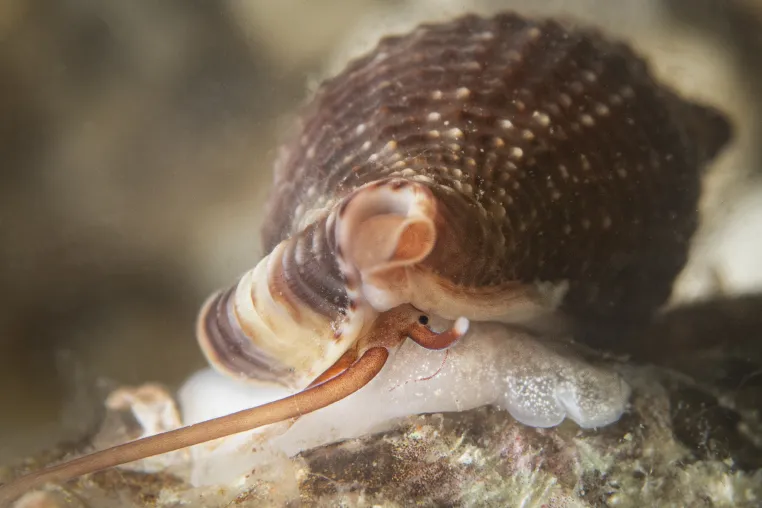 Bild: Biss zum Titel: Vampirschnecke ist das „Internationale Weichtier des Jahres 2026“