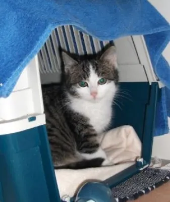 Schneewittchen muß nicht mehr frieren oder wie ein Alptraum zur Vision wird Bild: Schneewittchen muß nicht mehr frieren oder wie ein Alptraum zur Vision wird