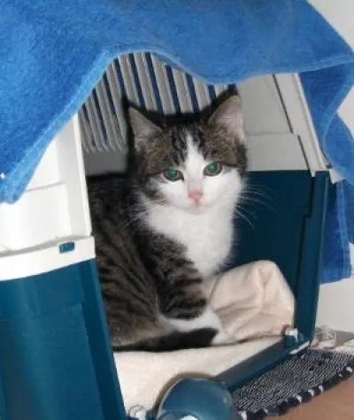 Schneewittchen muß nicht mehr frieren oder wie ein Alptraum zur Vision wird Bild: Schneewittchen muß nicht mehr frieren oder wie ein Alptraum zur Vision wird