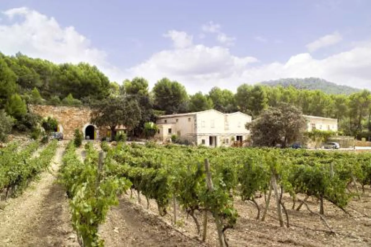 Mallorquinische Idylle in den Weinbergen der Bodegas Santa Catarina