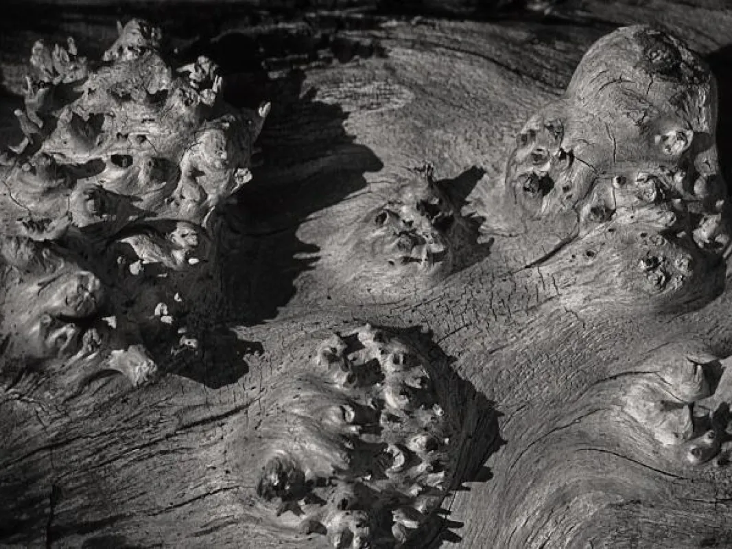 Wood Detail #5