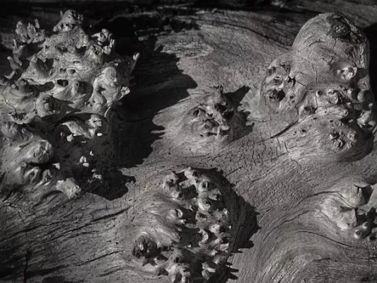 Bild: Holz – als Fotostar