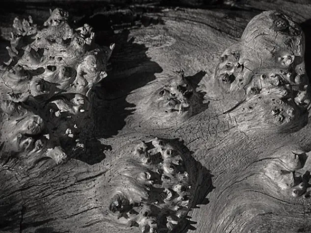 Bild: Holz – als Fotostar