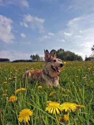 Bild: Das Haustier im Gepäck - Reisen mit dem Hund