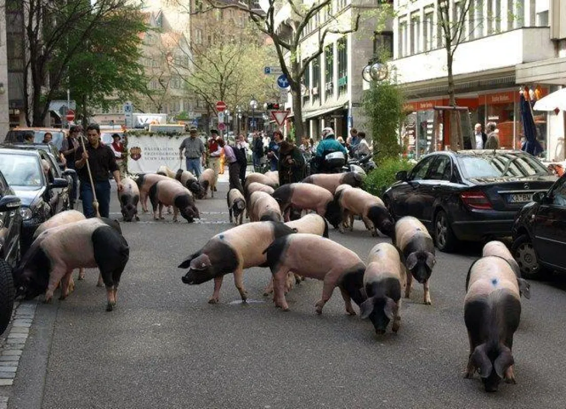 20 Schwäbisch-Hällische Landschweine sorgten in der Stuttgarter Innenstadt für Aufsehen (Foto: Proplanta)