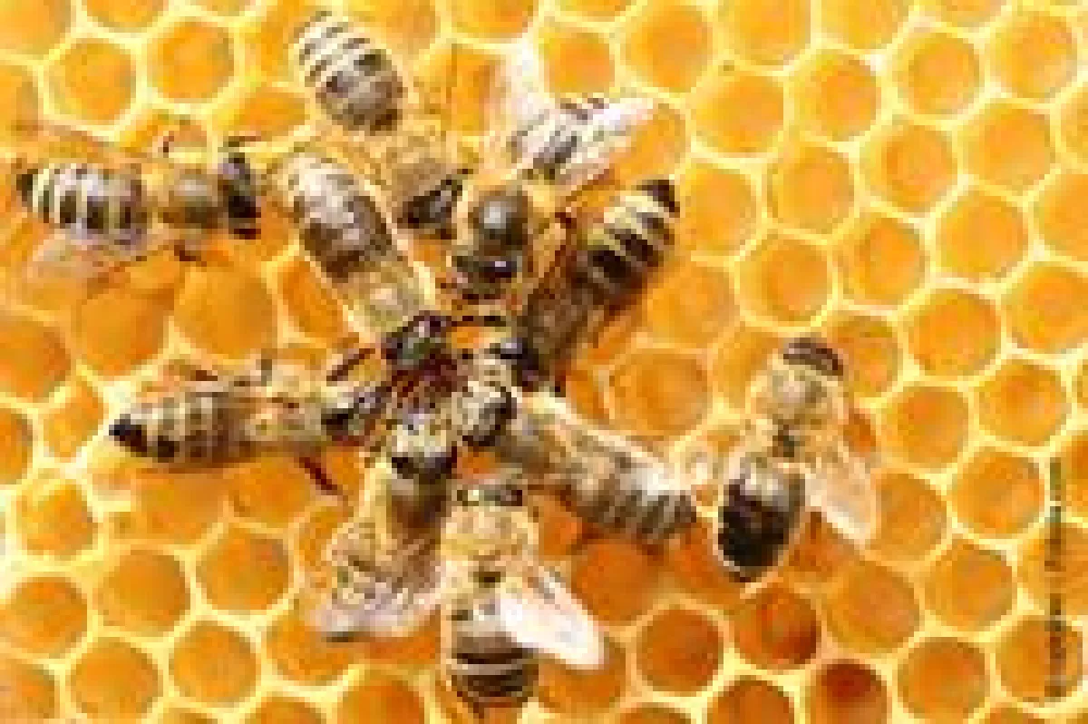 Bienen stellen ihren eigenen Klebstoff her. Foto: © rupbilder - Fotolia.com