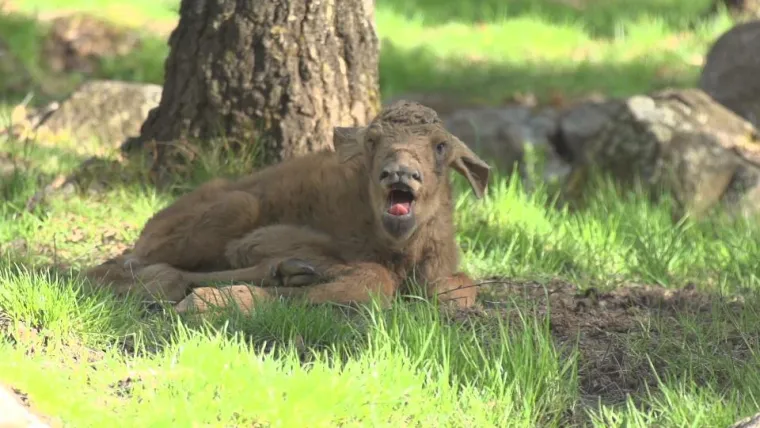 Bild: Live dabei - Die Geburt von Elchkälbern perfekt in Szene gesetzt