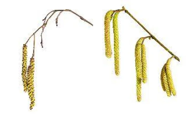 Bild: Hasel- und Erlenpollen fliegen bereits - Aktuelle Bilder zum Thema bei irispix