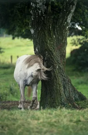 Bild: Quälenden Juckreiz durch Sommerekzeme rechtzeitig behandeln