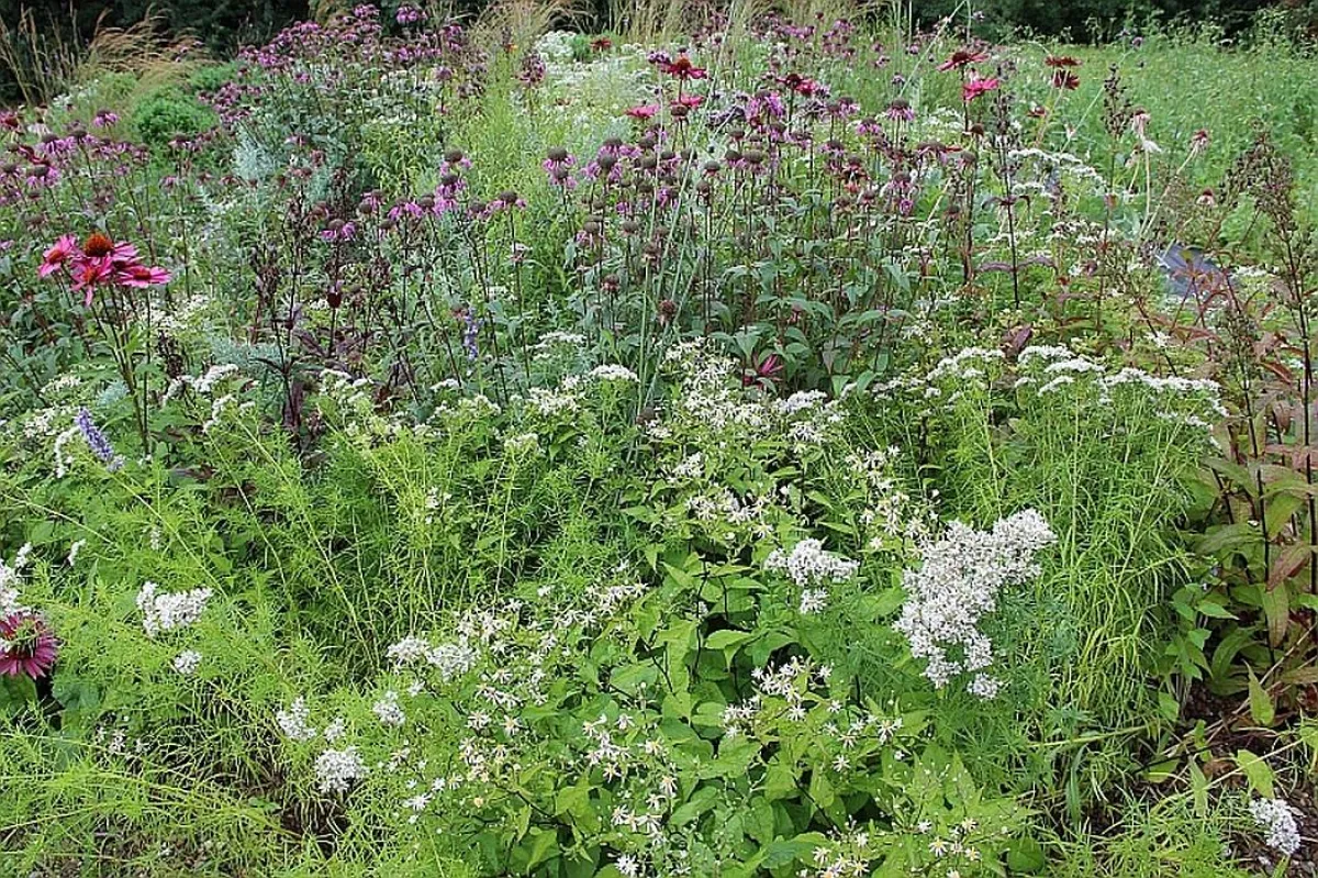 Die tegra-Staudensubstrate gewährleisten optimales Wachstum bei minimalem Pflegeaufwand.