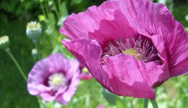 Bild: Energetisierung von Räumen mit ätherischen Ölen