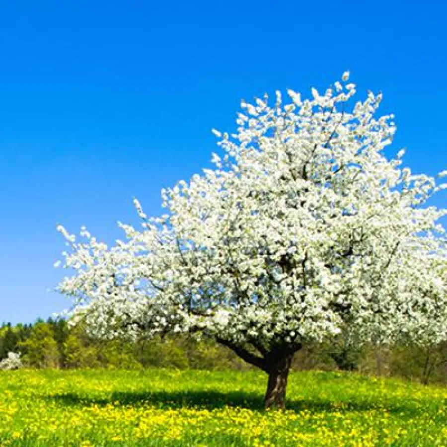 ISO 14001 Standard für Umweltmanagementsysteme