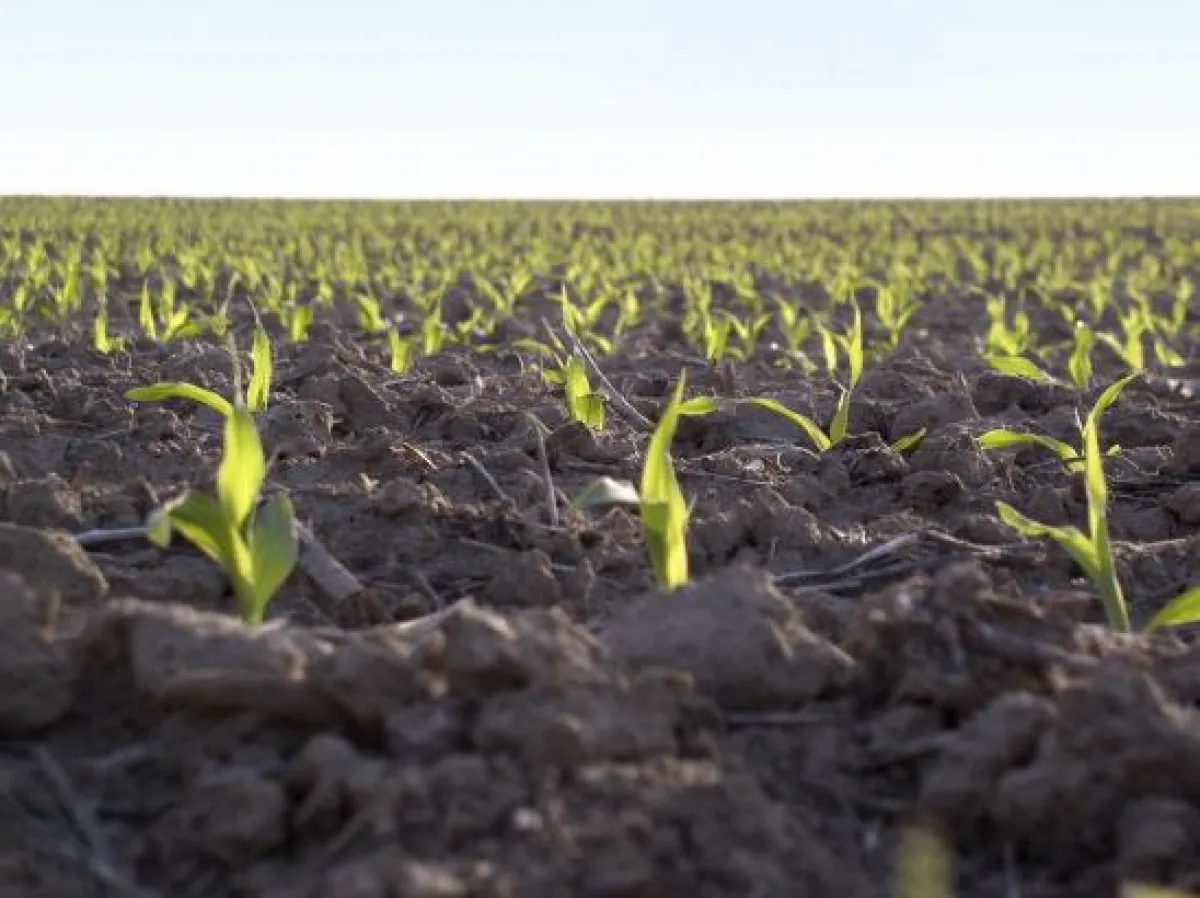 Die agaSAAT Maishandelsgesellschaft mbH führt 2010 unabhängige Testreihen an 20 deutschen Standorten durch.