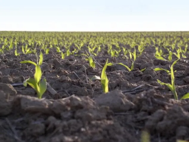 agaSAAT Maishandelsgesellschaft erweitert Prüfnetz: Maissorten mit Mehrwert Bild: agaSAAT Maishandelsgesellschaft erweitert Prüfnetz: Maissorten mit Mehrwert