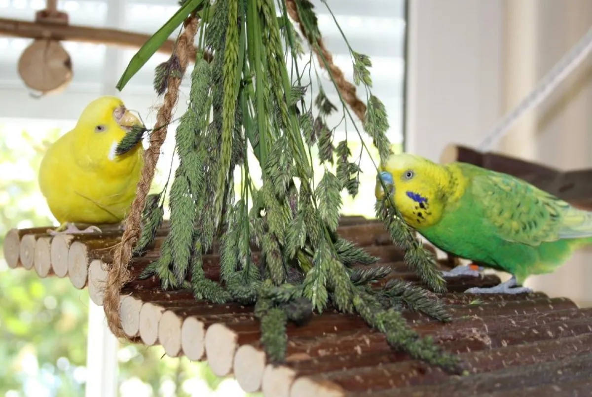 Wildgräser sind bei Wellensittichen besonders beliebt.