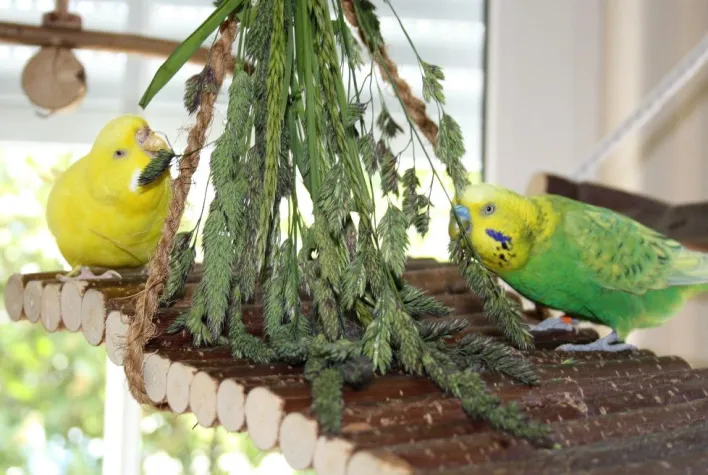 Bild: Wildpflanzen für Wellensittiche – Gutes aus der Natur