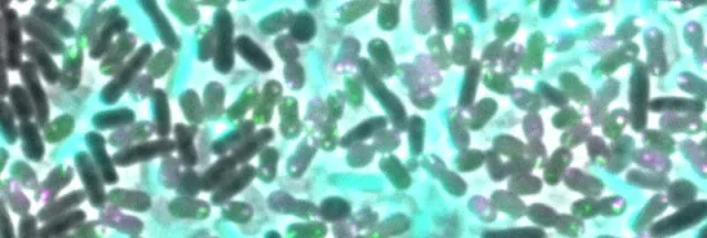 Bild: Bakterien holen sich Resistenzen bei der Konkurrenz