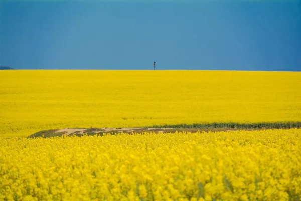 Bild: Ab sofort: Keine Vermittlungsgebühr für Ukraine-Flüchtlinge