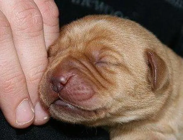 Bild: Stadthunde.com startet großes Welpen-Special mit Live-WebCam