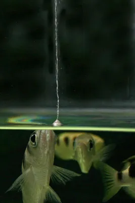 Bild: Wie Schützenfische die Gesetze der Hydrodynamik anwenden