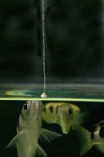 Bild: Wie Schützenfische die Gesetze der Hydrodynamik anwenden
