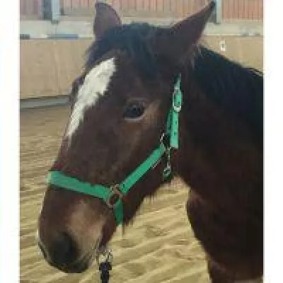 Bild: Pferde in Not suchen neue Besitzer: Wer wird sie retten?