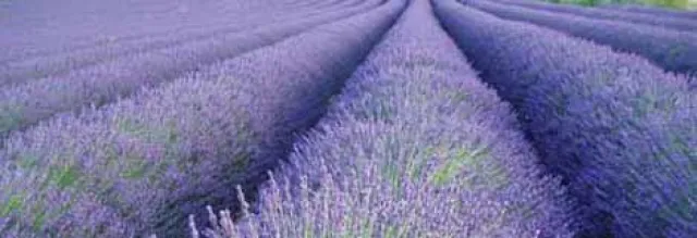 Bild: Zuhause wie im Süden leben – das mediterrane Lebensgefühl erobert Deutschland