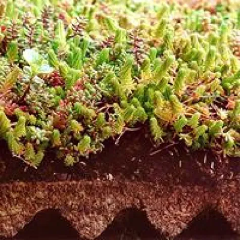 Bild: FlorDepot Dachbegrünung TV Spot bei N24