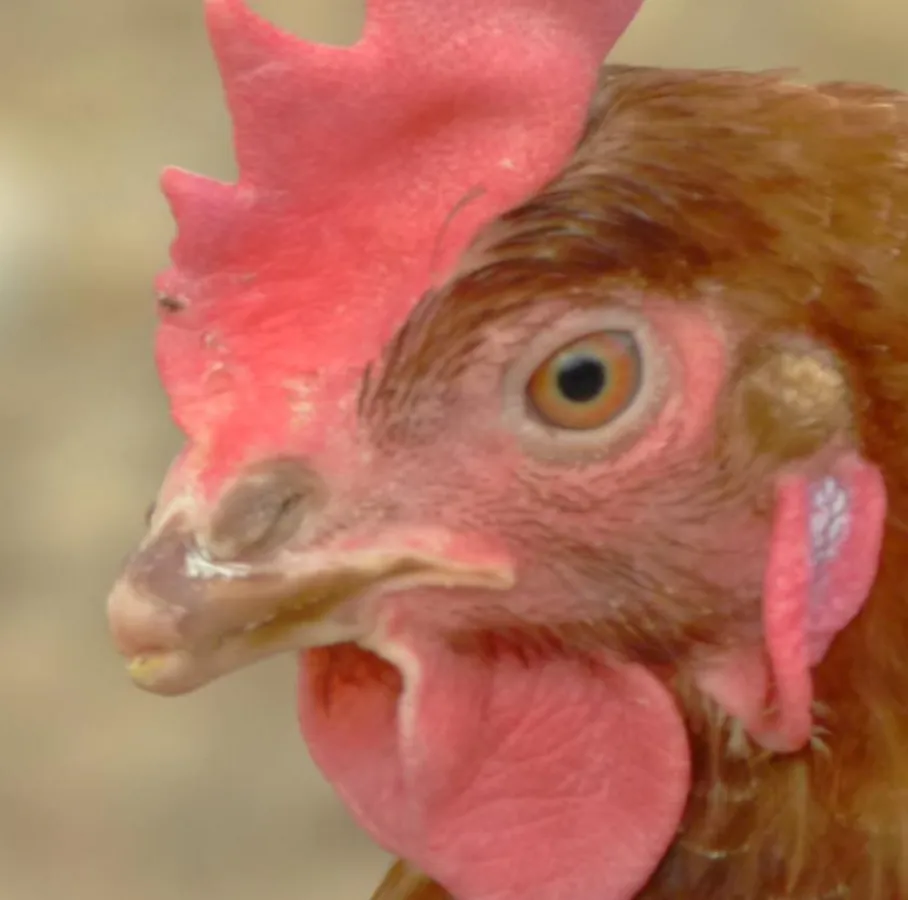 So sehen Schnäbel aus, die praxisüblich mittels eines heißen Messers gekürzt wurden.  © E. Wendt