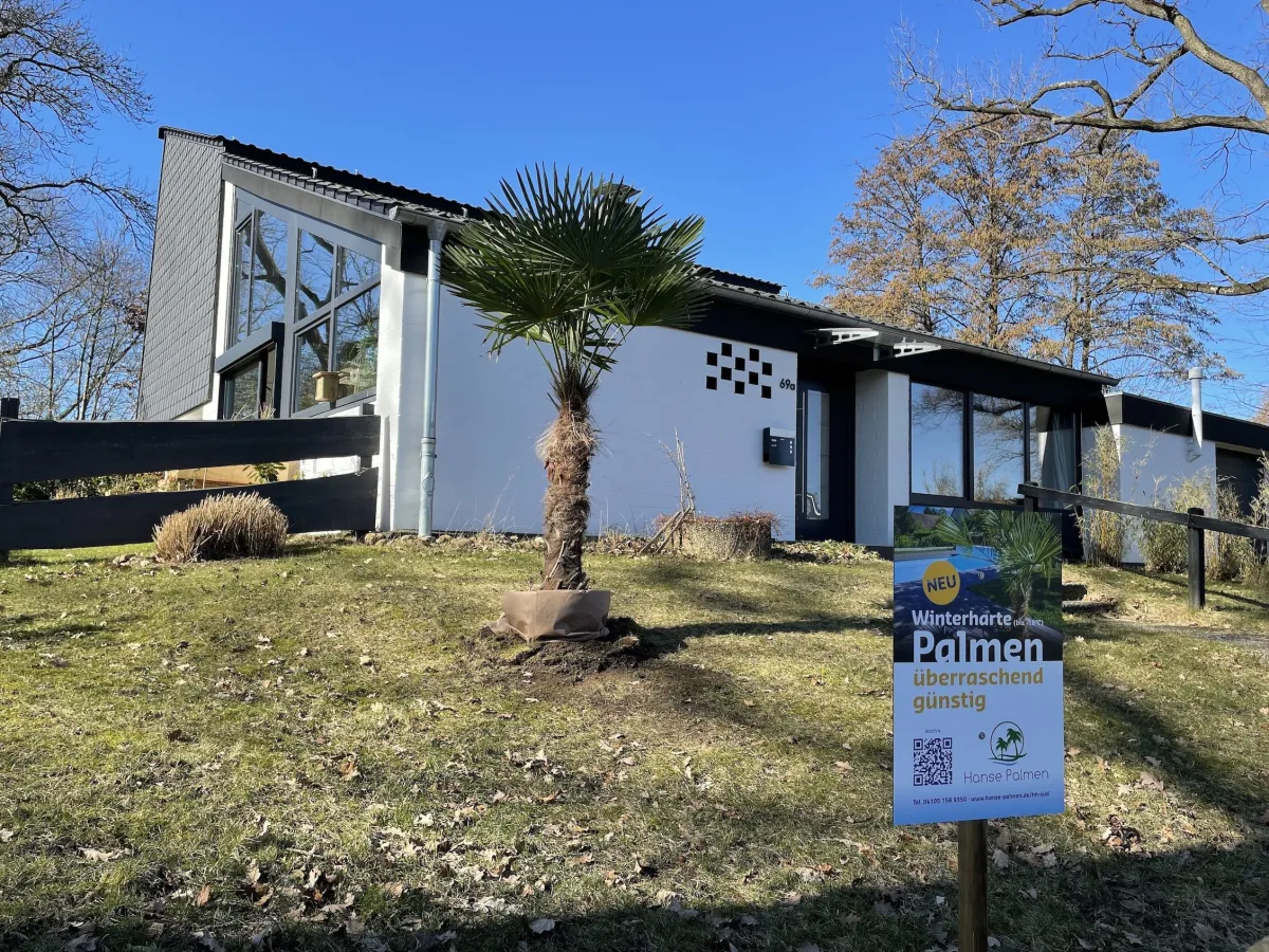 Ein echter Hingucker im Vorgarten - die Hanfpalme (© Volker Sindel)