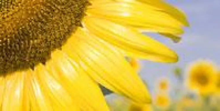 Bild: Kurzinfo: neuer Solarfonds