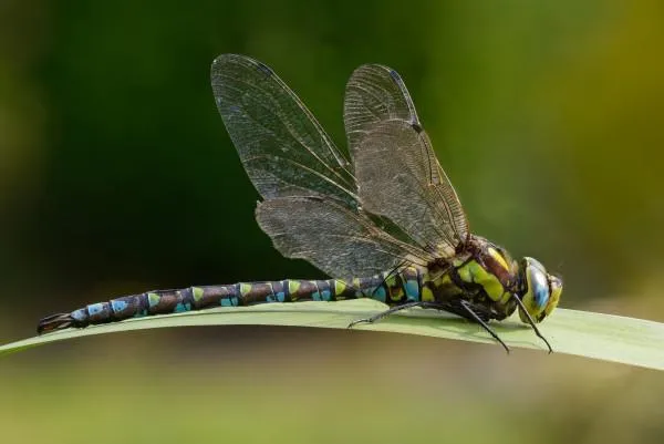 Fotokurs Makrofotografie-Spezial 'Focus Stacking' mit Profi-Fotograf Dr. Björn langlotz Bild: Fotokurs Makrofotografie-Spezial 'Focus Stacking' mit Profi-Fotograf Dr. Björn langlotz
