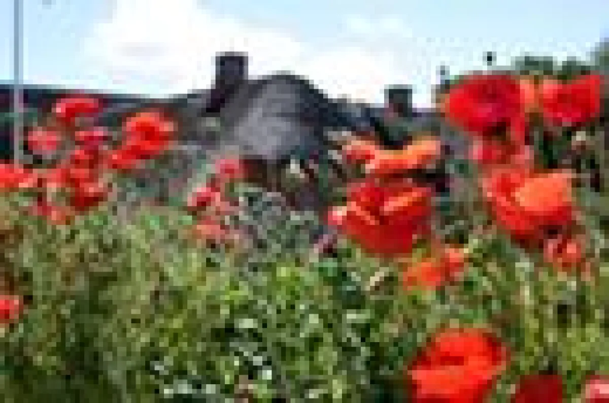 Sylter Reetdach hinter blühendem Mohn